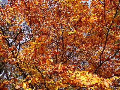 Golden Autumn, Forest thumbnail