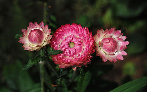 pink flowers blooming during daytime thumbnail