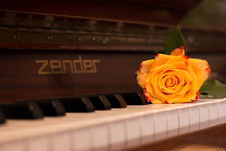 orange rose on piano thumbnail
