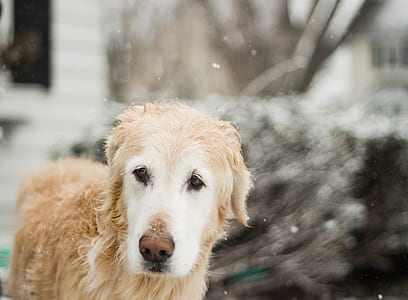 animal, dog, pet, eyes thumbnail