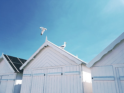 two birds on white wooden shed thumbnail
