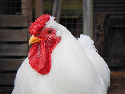 white chicken photo thumbnail
