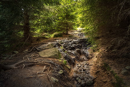 green forest tree during daytime thumbnail