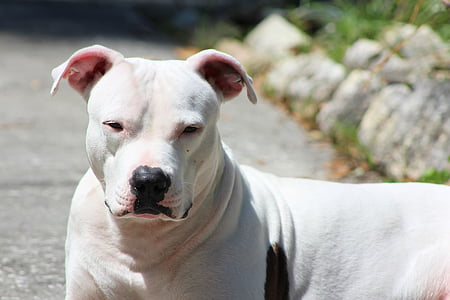 adult white American pit bull terrier thumbnail