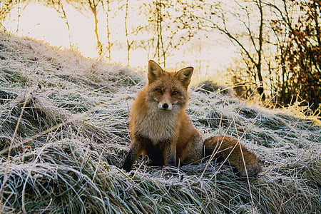 brown fox on brown grass near trees during daytime thumbnail