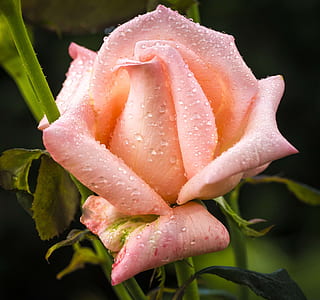 closeup photography of pink petaled flower thumbnail