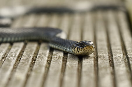 black snake on gray pavement floor thumbnail