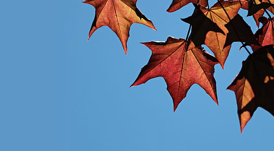 maple leaves under blue sky during daytime thumbnail