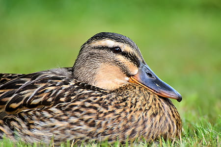 brown wild duck thumbnail