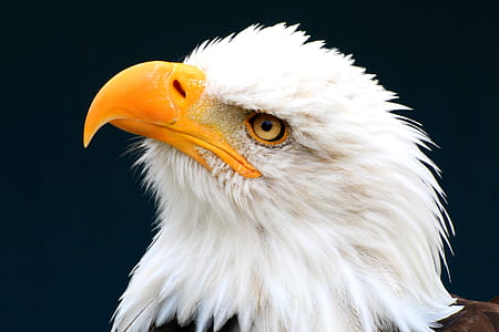 bald eagle thumbnail