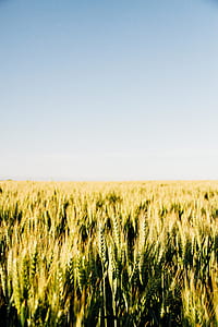 wheat field during daytime thumbnail