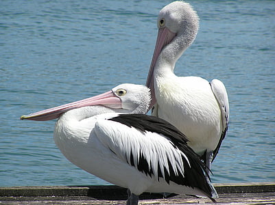 two white pelicans beside body of water thumbnail