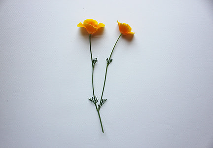 two yellow flowers thumbnail