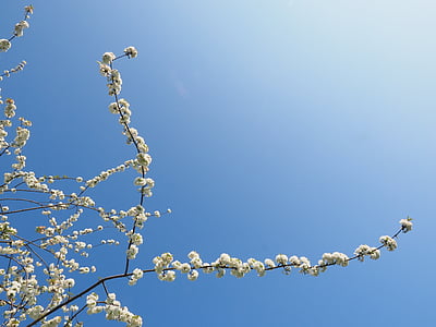 low angle photography of cherry blossom thumbnail