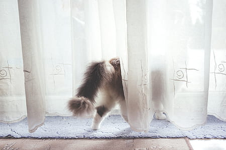 white and black cat behind curtain thumbnail