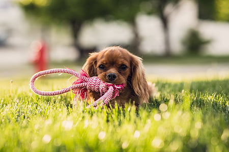 long-coat brown puppy eating red rope on green grass field during daytime thumbnail