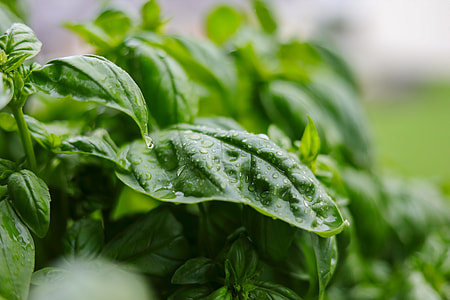 green leafed plants with water dews thumbnail