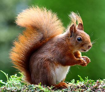 selective focus photograph of squirrel thumbnail