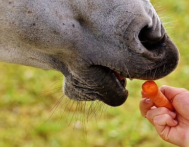 person feeding animal with carrot thumbnail
