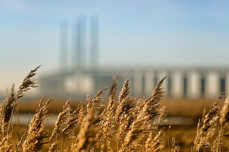 shallow focus photo of wheats thumbnail