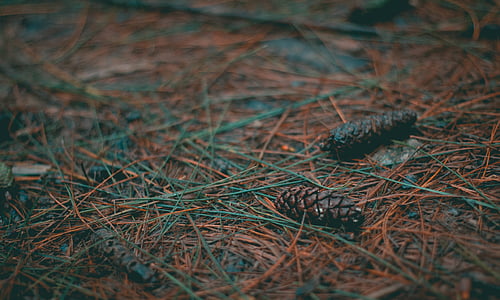 acorns, background, background image, biology, blur thumbnail
