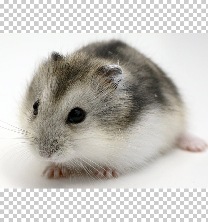 Campbell S Dwarf Hamster Djungarian Hamster Roborovski Hamster Myomorpha Le Hamster Campbell Png Clipart Free Cliparts Uihere