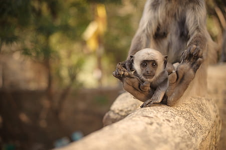 tilt shift photo of primate thumbnail