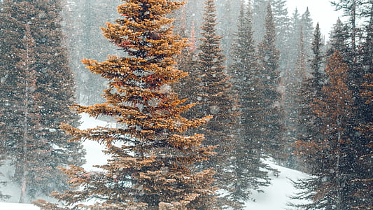 pine trees with snow thumbnail
