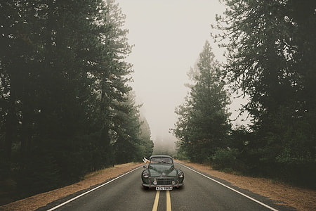 gray Volkswagen Beetle car in the middle of asphalt road surrounded with tall trees thumbnail