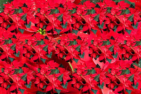 red poinsettias in bloom thumbnail