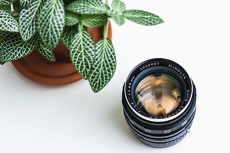 green leafed plants thumbnail