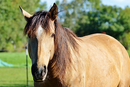 brown horse close-up photo thumbnail