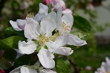 Apple-Blossom, Flower Fruit Tree thumbnail