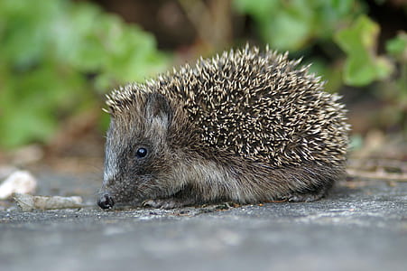 brown hedgehog thumbnail