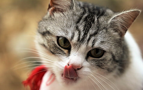 shallow focus photography of silver tabby cat thumbnail