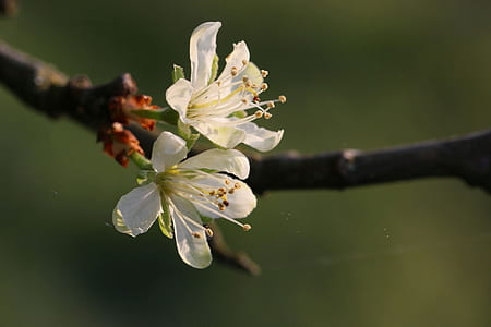 two white tree blossoms selective focal photo thumbnail