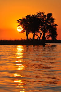 tree silhouettes near body of water during golden hour thumbnail