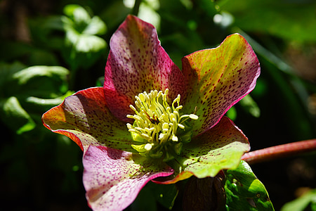 pink and green petaled flower thumbnail