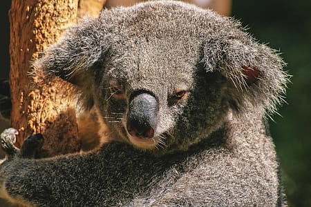 Koala Bear thumbnail
