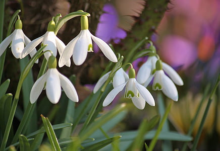 close up photo of flowers thumbnail