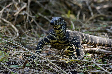 shallow focus lens photo of reptile thumbnail