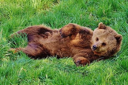 brown grizzly bear laying of grass field thumbnail