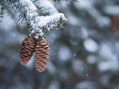 pine cone close-up photography thumbnail