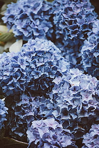 closeup photo of purple petaled flowers thumbnail
