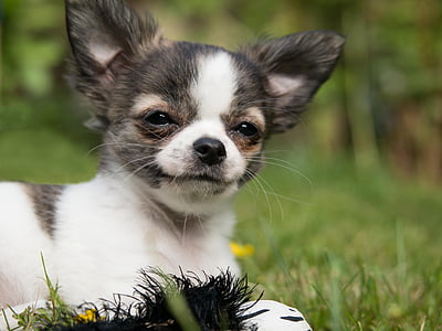 short-coated white and brown puppy thumbnail