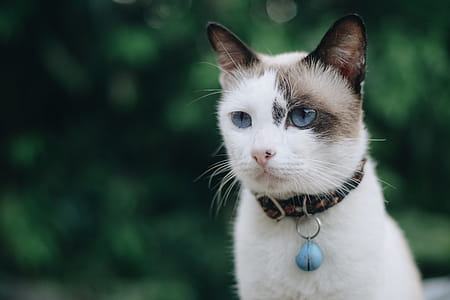 Cat With Collar thumbnail