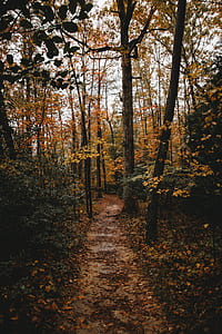 brown and green leaf trees forest thumbnail