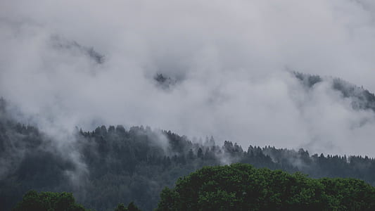 forest covered with fogs during dayttime thumbnail