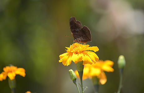 shallow focus photography of butterfly thumbnail
