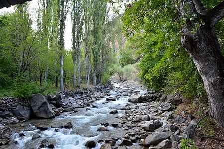 body of water between tall trees in front of mountain thumbnail
